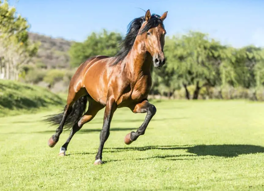 horse.running.in .field