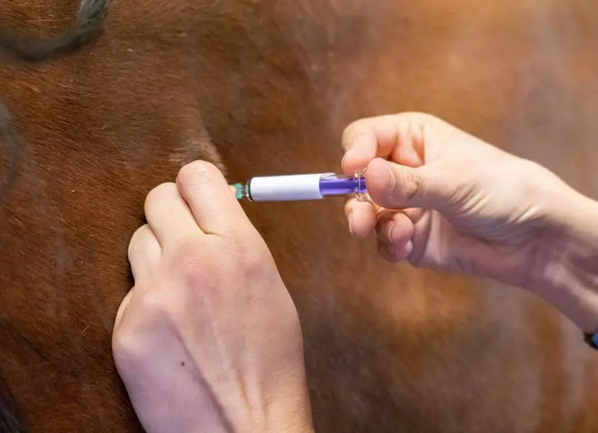 horse.vaccine