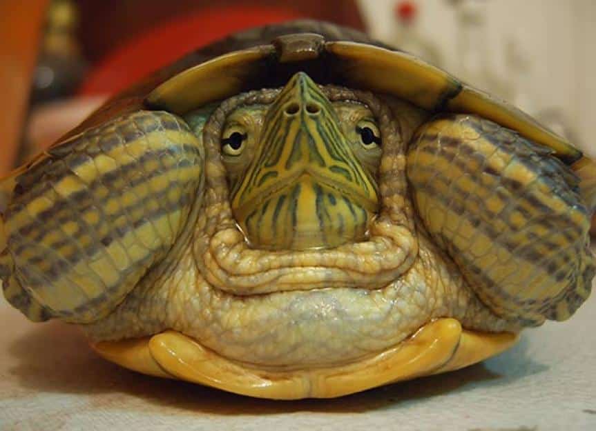 how long do turtles live 139689978 0