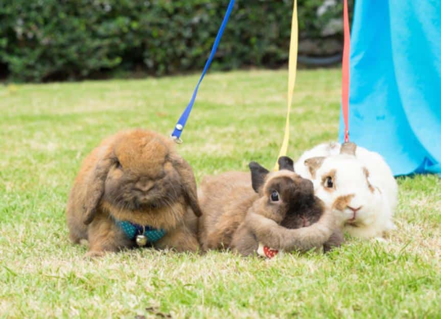 how to leash train a rabbit 526351171