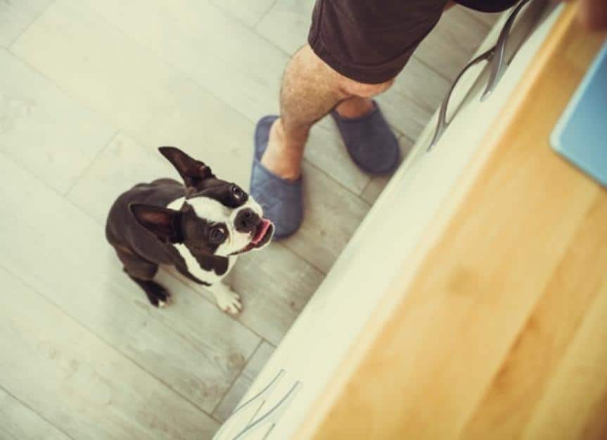 hungry boston terrier picture id877709304