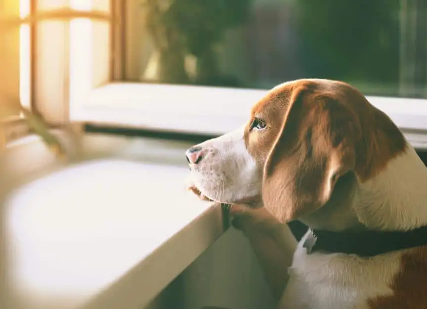 image of nervous dog looking out of window