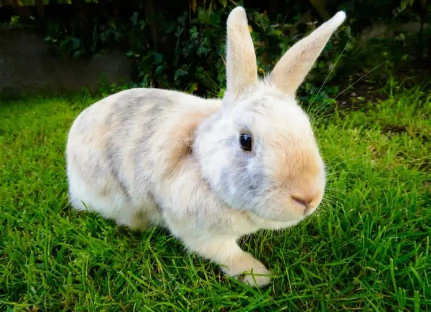 infection bladder urinary tract rabbits