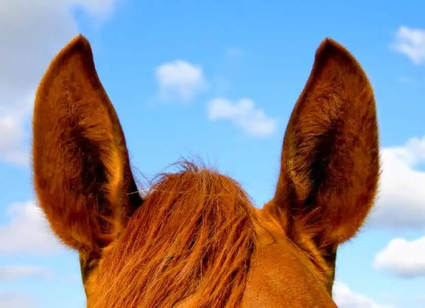 inner ear plaque horses