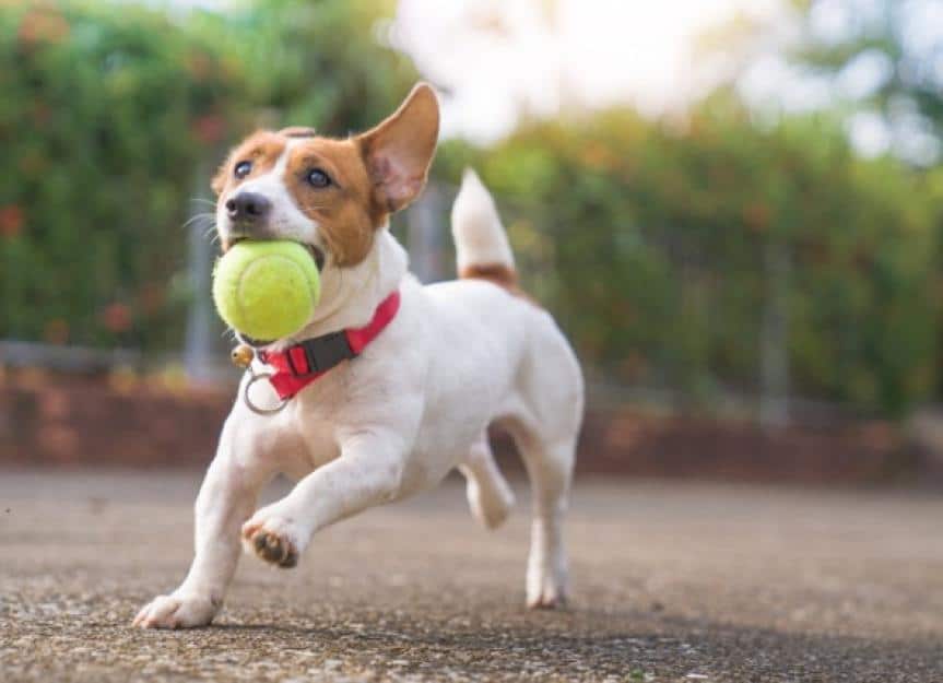 jack russell dog running with tennis ball in mouth
