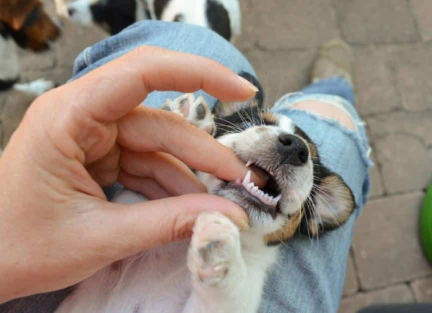 jack russell puppy teething on a humans hand