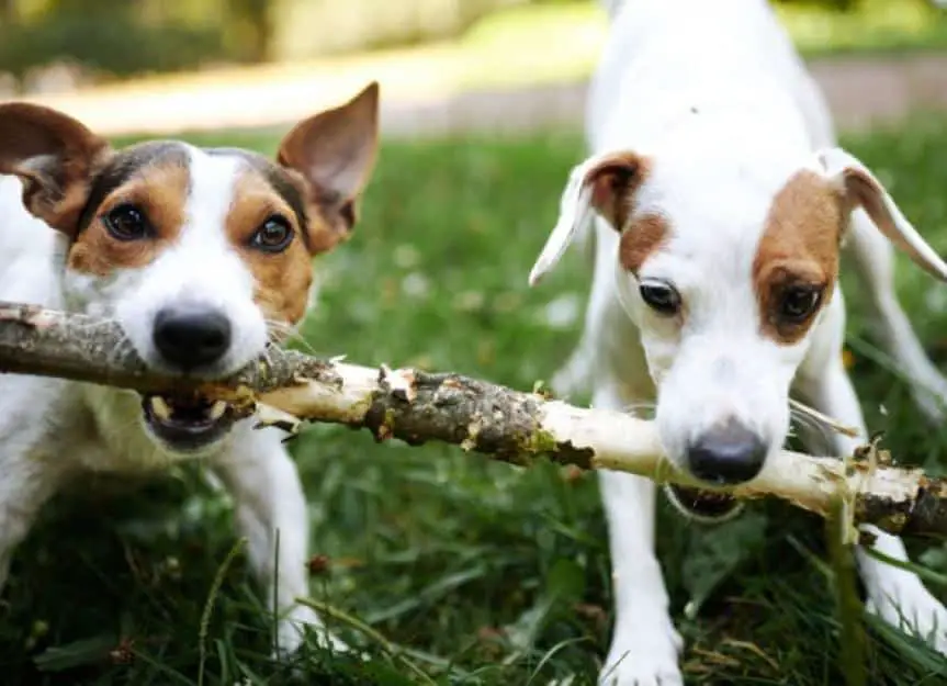 jack russells fight over stick picture id1028139368