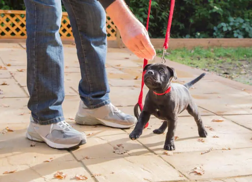 leash training terrier puppy 338095232 0
