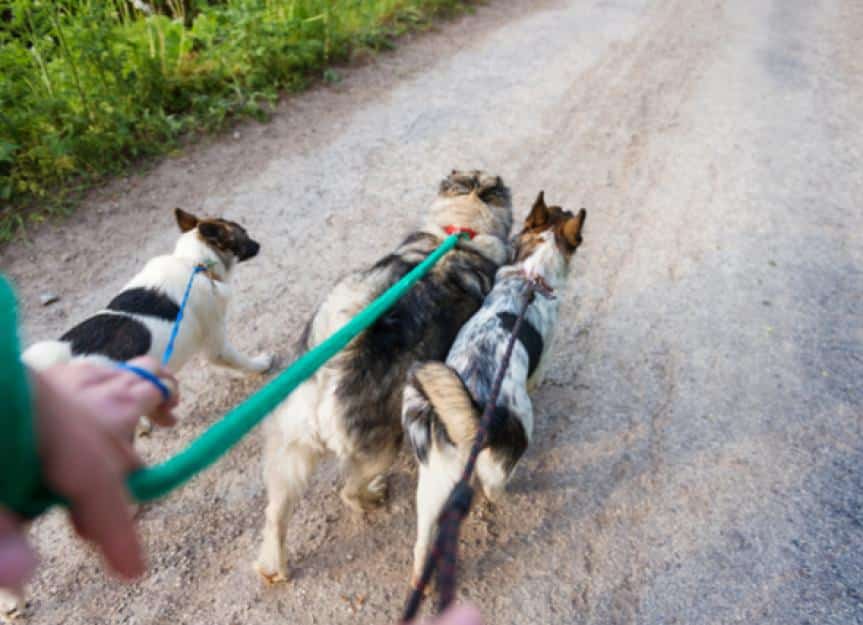 leash walking a dog 374889031