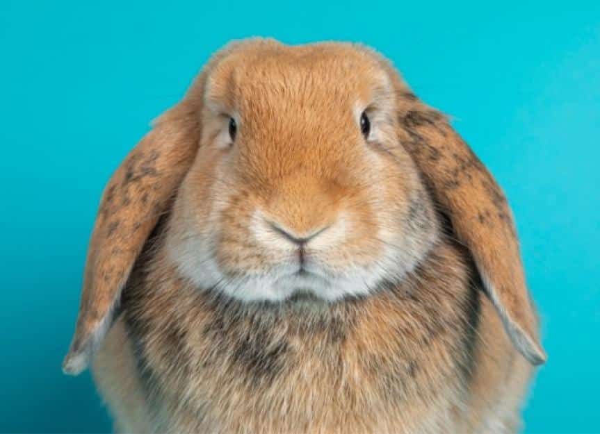 lop ear rabbit on turquoise background picture id1317144421