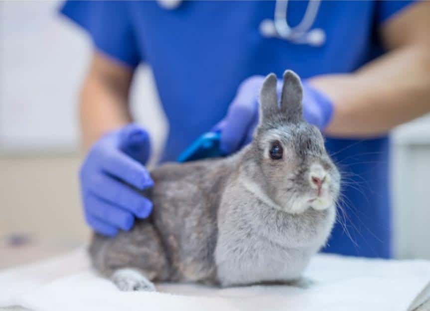 male veterinarian is performing a routine checkup picture id637947944