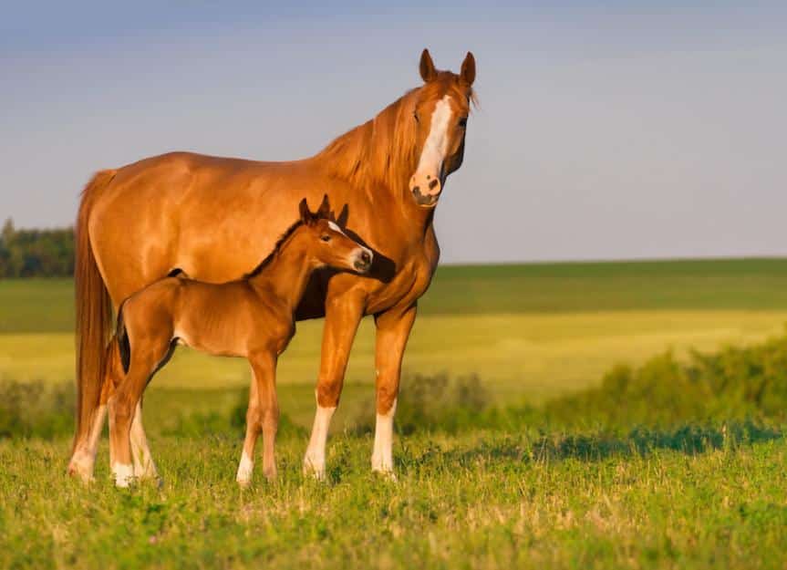 mare.foal .foster