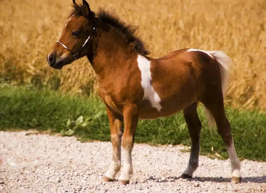 mini.horse