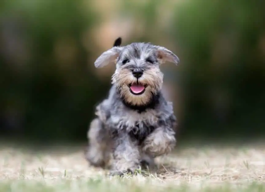 miniature puppy schnauzer at play picture id1012208262