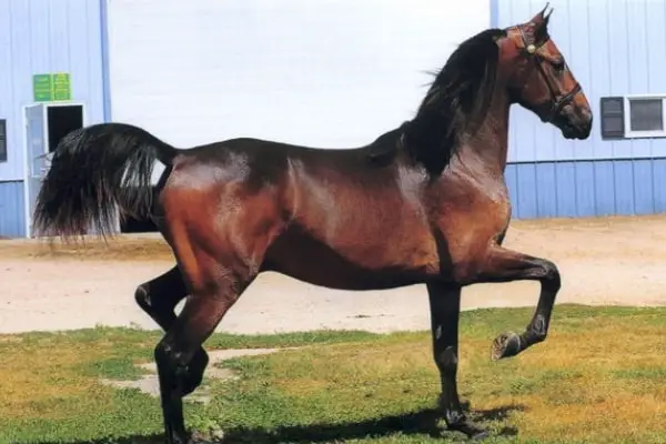 morgan horse