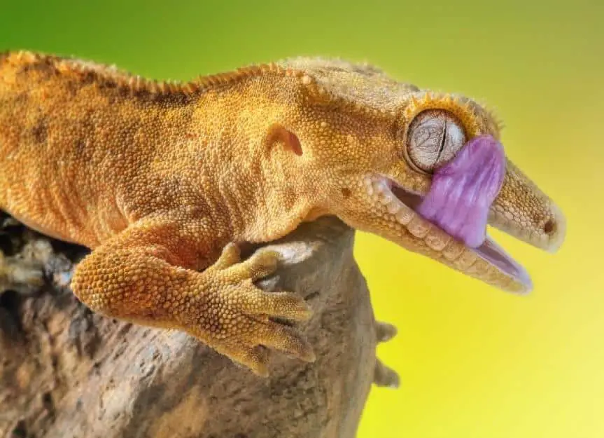 oral inflammation mouth rot reptiles