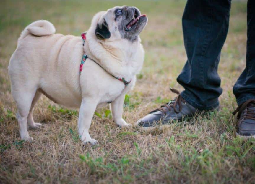 overweight pug looking up at owner