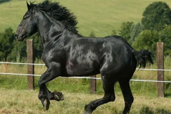 percheron horse
