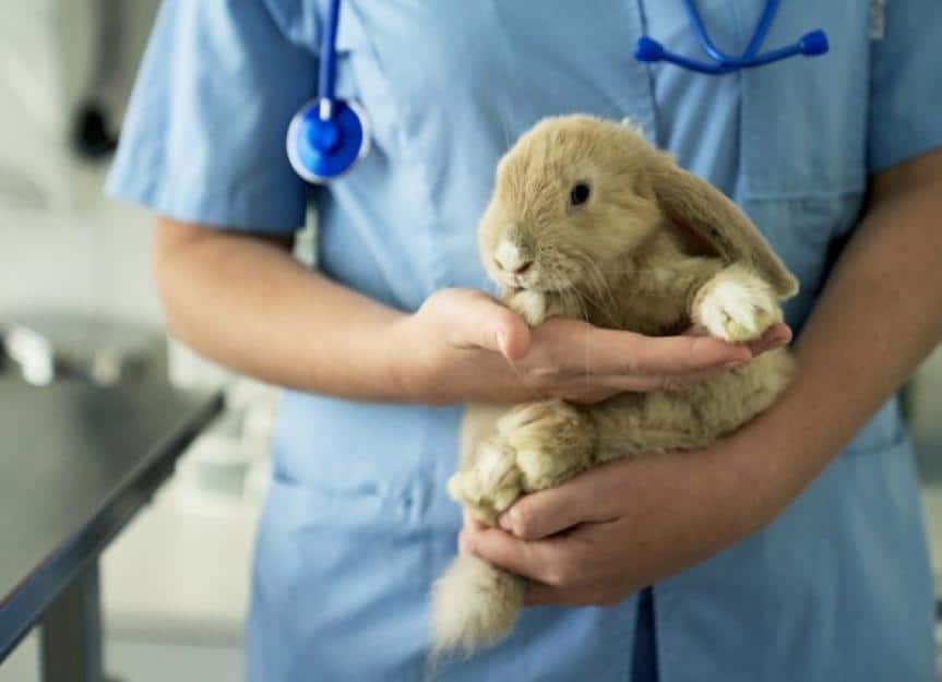 pet rabbit getting annual checkup at animal hospital picture id1308372305