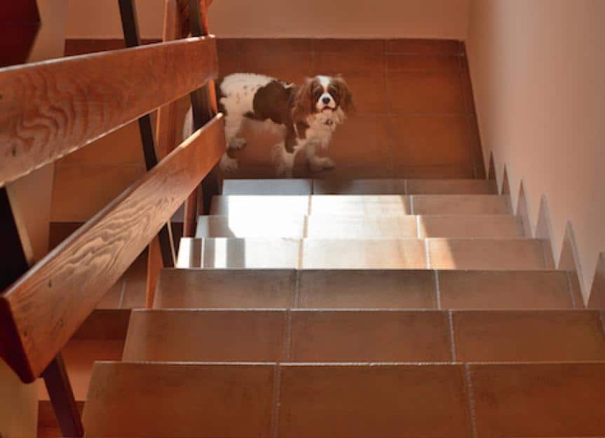 petmd stair safety