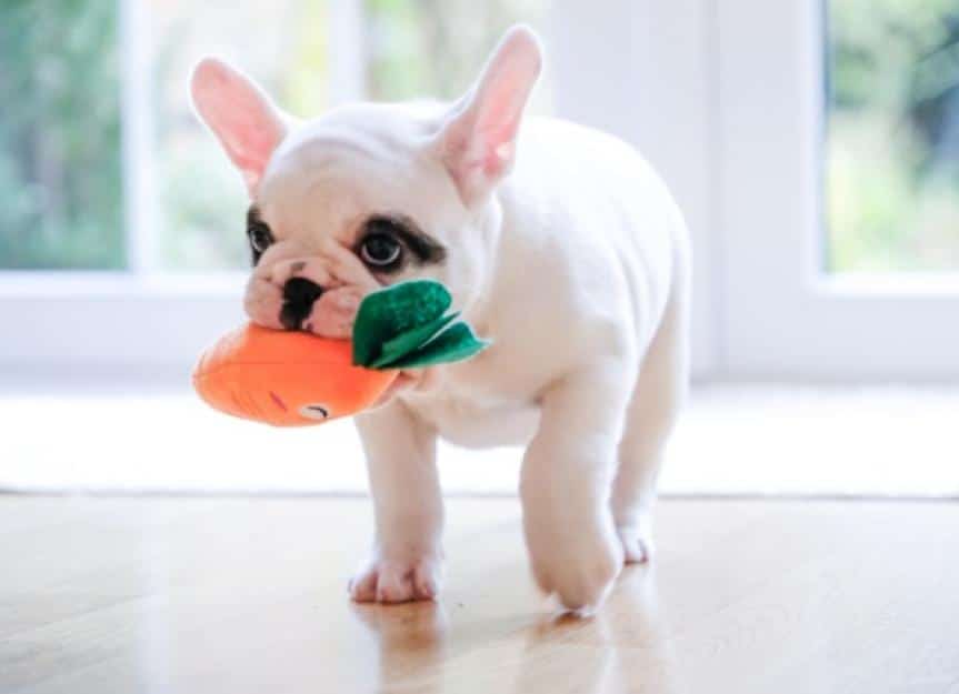 pied french bulldog puppy walking with a carrot toy in her mouth picture id952749600