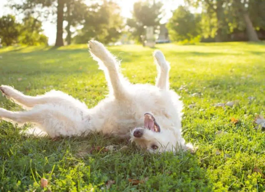 playful labradoodle dog rolling in grass picture id1138229528