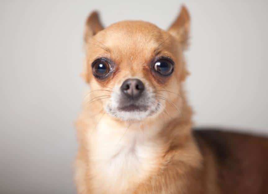 portrait of a chihuahua picture id498803992