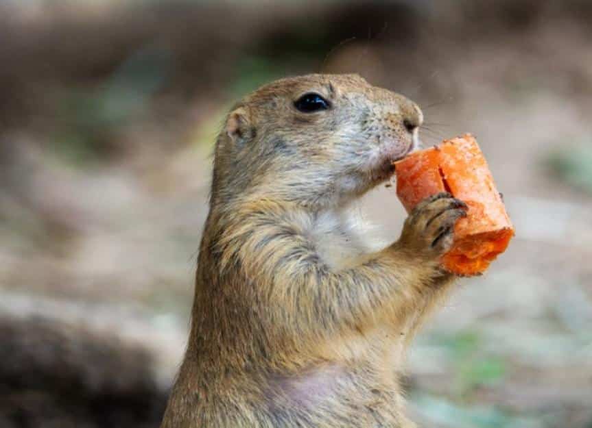 prairie dog eating a carrot picture id1226495567