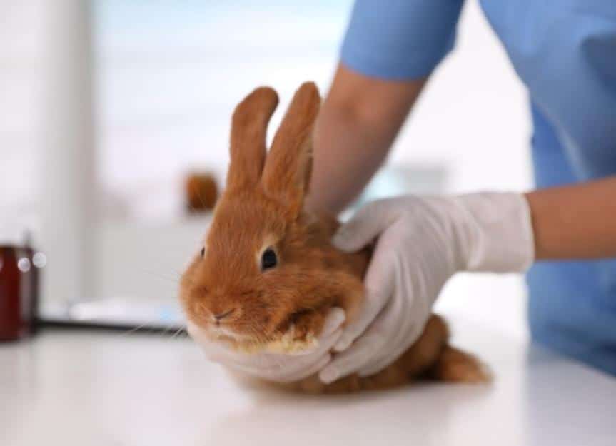 professional veterinarian examining bunny in clinic closeup picture id1351249951 0