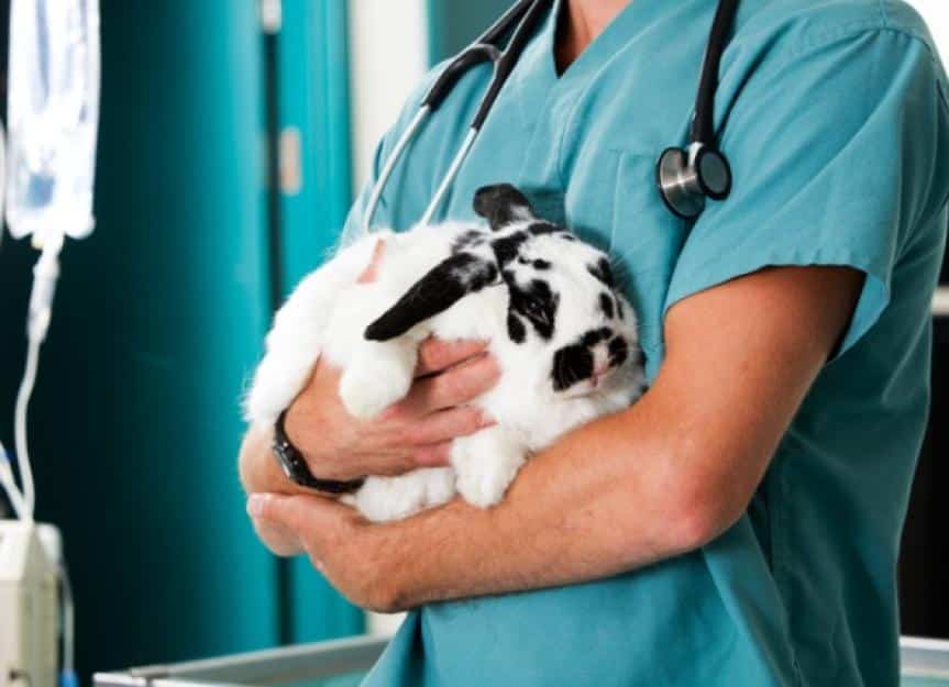 rabbit at vet clinic picture id134547525