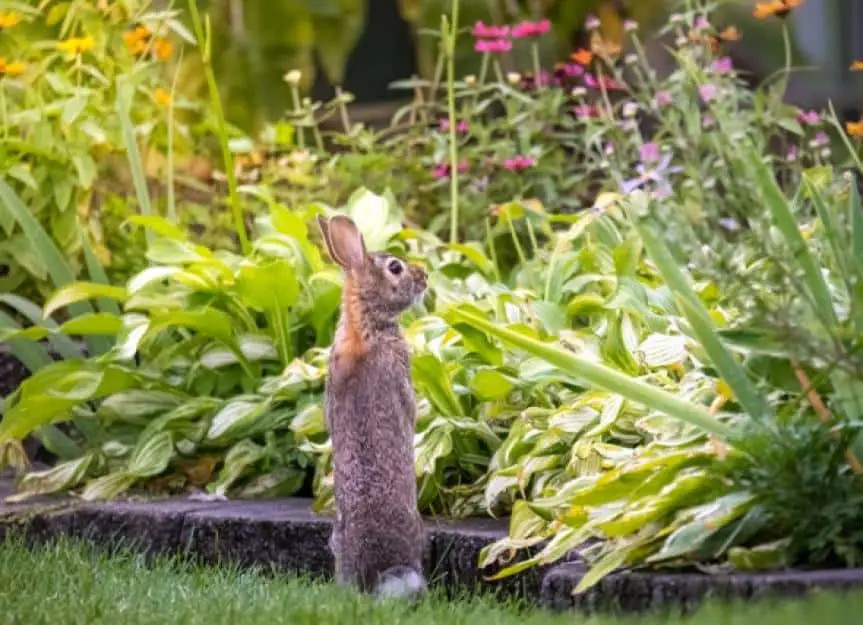 rabbit looking at garden picture id1367692156