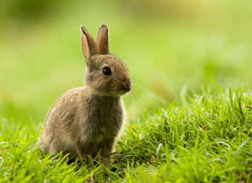 rabbit picture id173893247