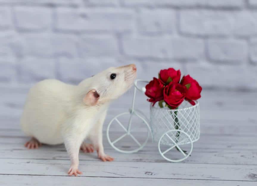 rat.flowers