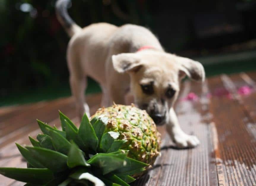 rescue dog attempting to eat and steal a pineapple by a pool in bali picture id1098148832