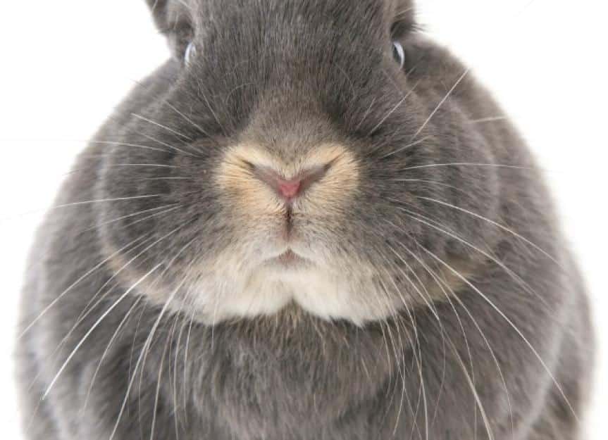 respiratory bacterial infection rabbits