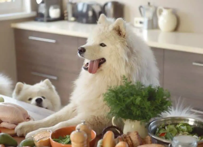 samoyed dog in the kitchen picture