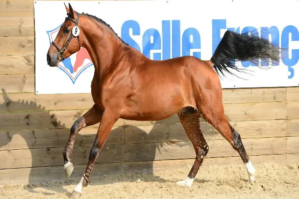selle francais horse1