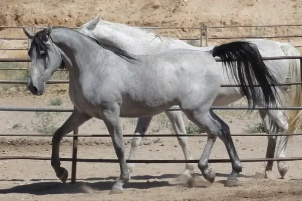 shagya arabian horse