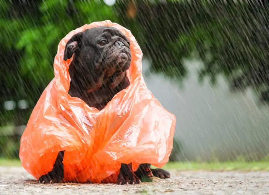 shutterstock 660076444 rainy day dangers for dogs infographic