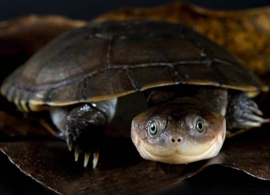 sidenecked mud turtle