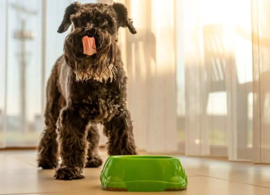 small black dog licks muzzle after a delicious meal schnauzer