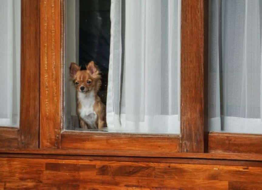 small dog inside the house looking out from window picture id1016137974