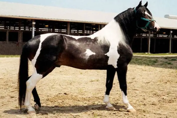 spanish jennet horse2