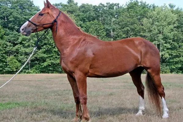 standardbred horse1