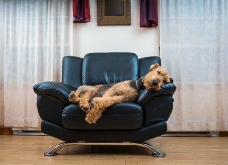the airedale terrier dog sleeping in the chair picture id843091562