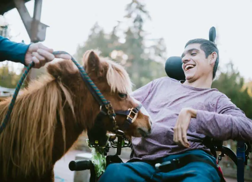therapy horse