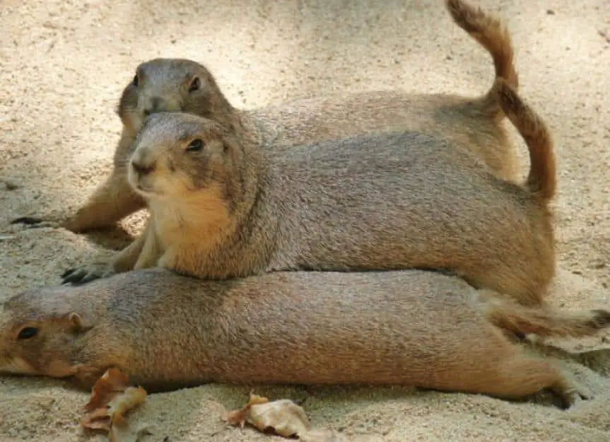 three prairie dogs in profile and lying on their bellies in the sand picture id1379063384