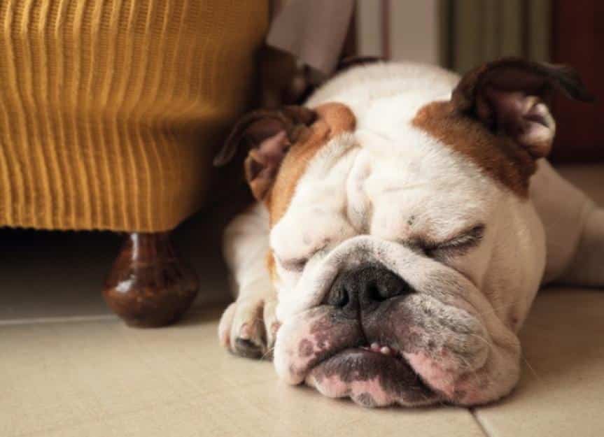 tired english bulldog lying down oni the floor by the sofa picture id843465888