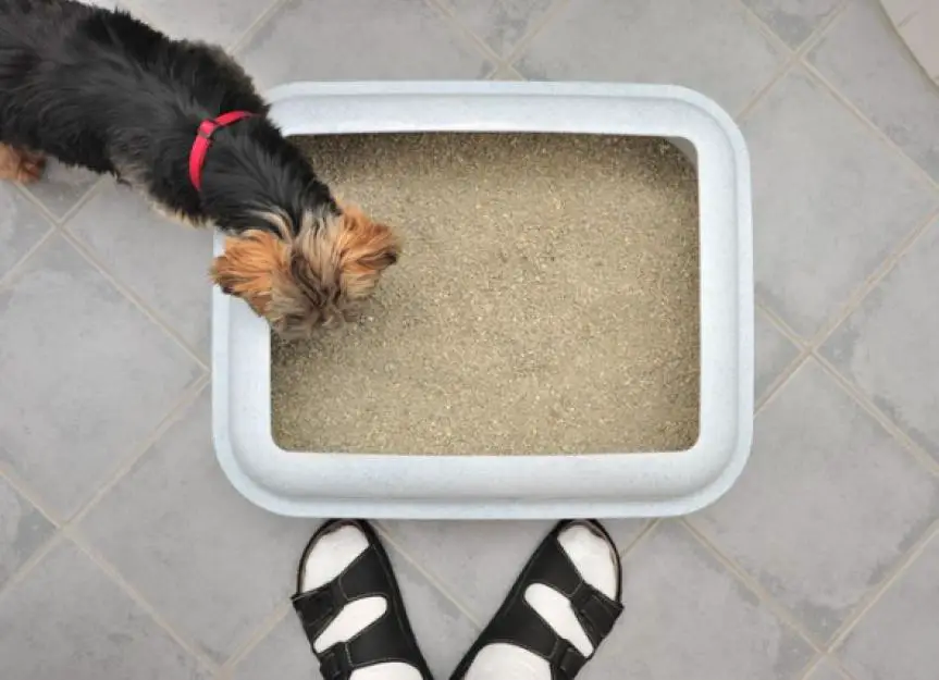 top down view of a dog looking at a litter box picture id133869880
