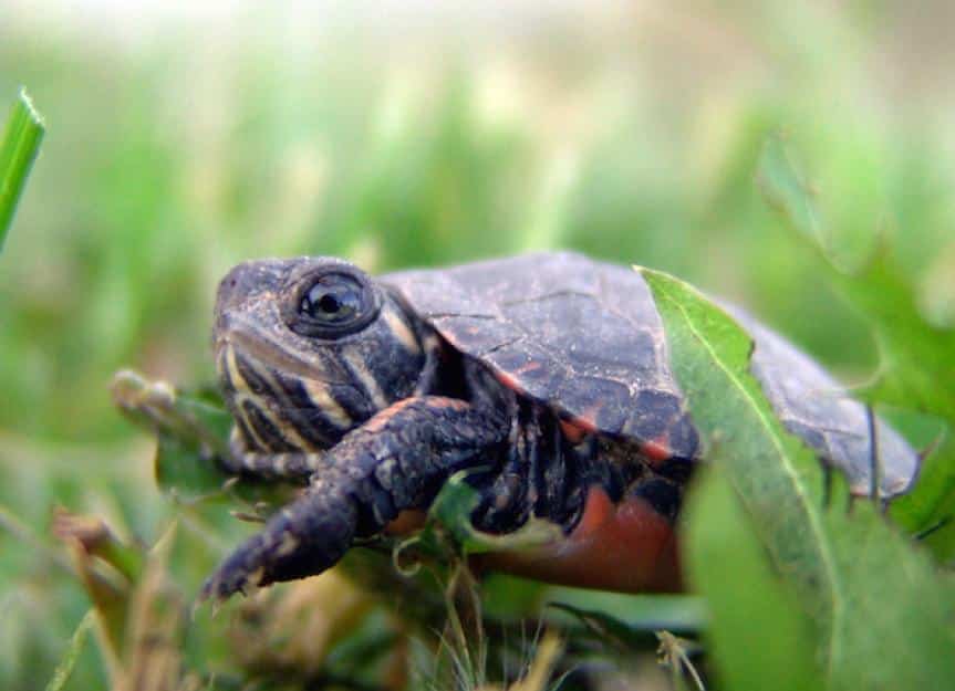 turtle in grass 137814599 0